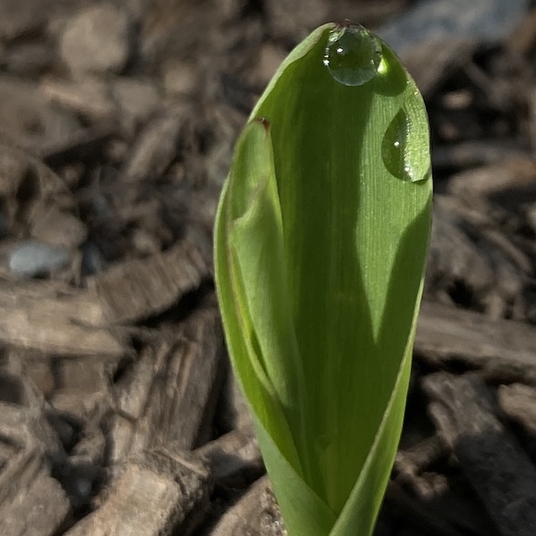 planting by the signs - water