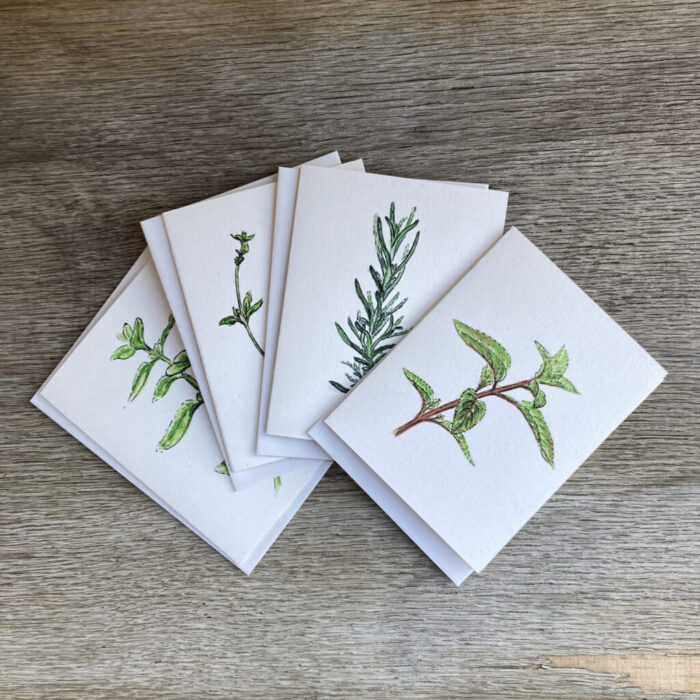 culinary herb collection of greeting cards shown with envelopes: peppermint, rosemary, thyme, and oregano shown fanned out