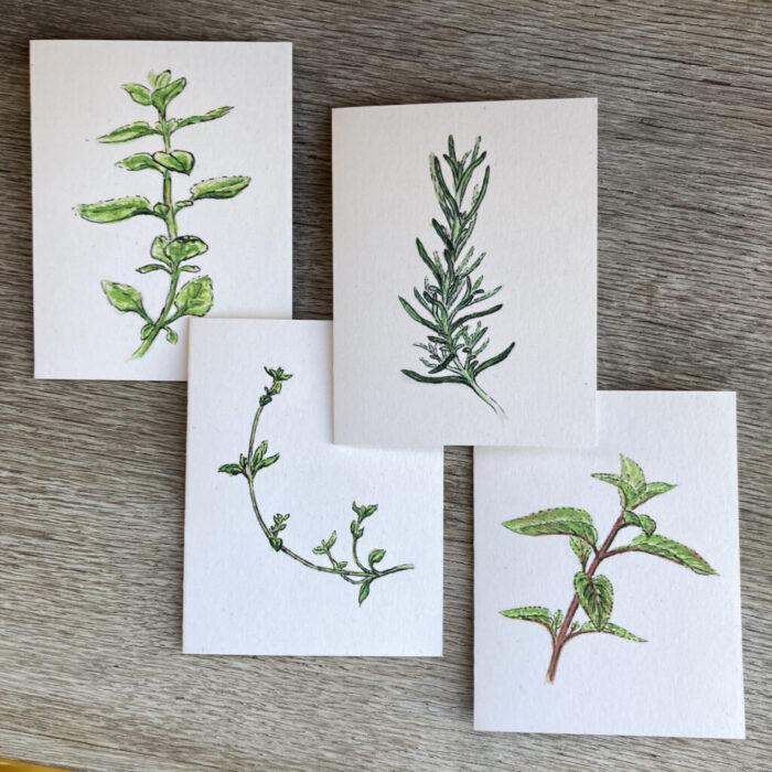 culinary herb cards: oregano, rosemary, thype, and peppermint