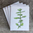 four-pack of cards with envelopes showing a painting of oregano on the front