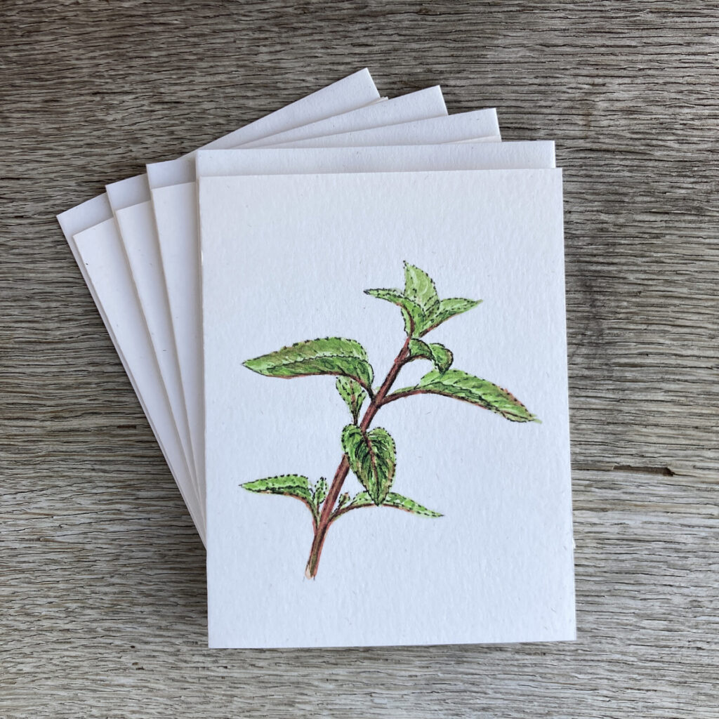 four-pack of cards with envelopes showing a painting of a peppermint plant on the front