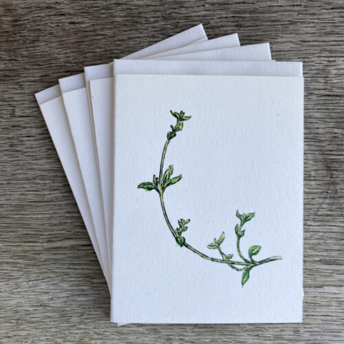 four-pack of cards with envelopes showing a painting of a thyme plant on the front