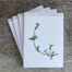 four-pack of cards with envelopes showing a painting of a thyme plant on the front